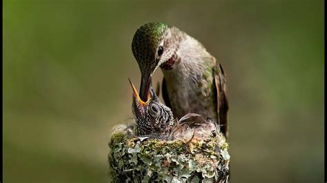 Hummingbird Nesting, Breeding, Feeding - YouTube