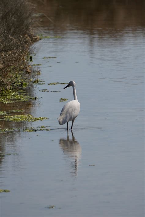 Bird Egret Ornithology - Free photo on Pixabay - Pixabay