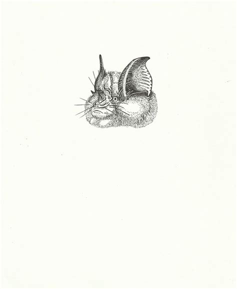 The Zoology Series on Behance