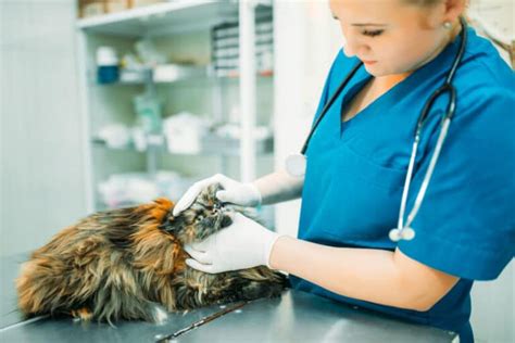 Cat Flu | Signs, Symptoms, Treatment & Vaccine // Perth Vet Care