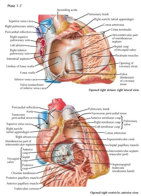 Atria and Ventricles RIGHT ATRIUM The right atrium consists of two ...