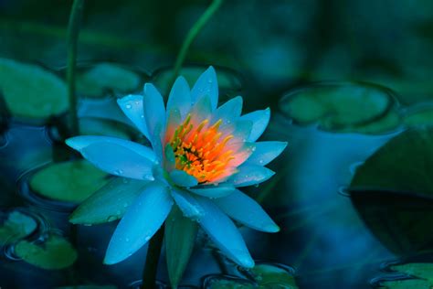 Blue Lotus Wallpapers - Top Free Blue Lotus Backgrounds - WallpaperAccess