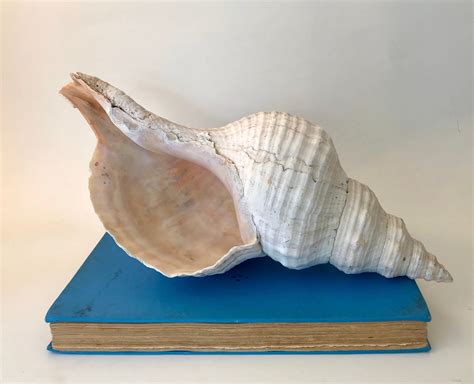 Giant Horse Conch Seashell Display Collectible Large Florida - Etsy | Sea shells, Seashell ...