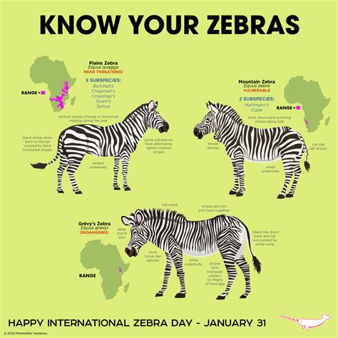 Happy International Zebra... - Peppermint Narwhal Creative | Facebook