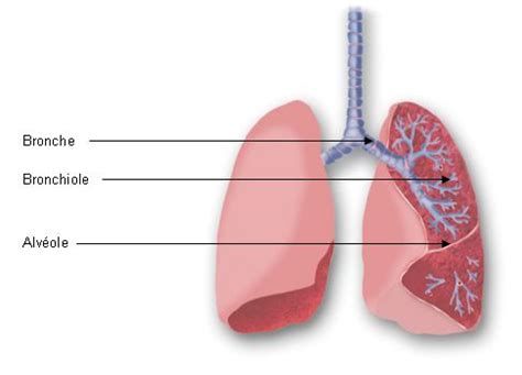 Bronchioles | www.pixshark.com - Images Galleries With A Bite!