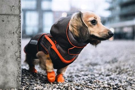 Dog Winter Coat With Neck Warmer Hood and Underbelly | Etsy