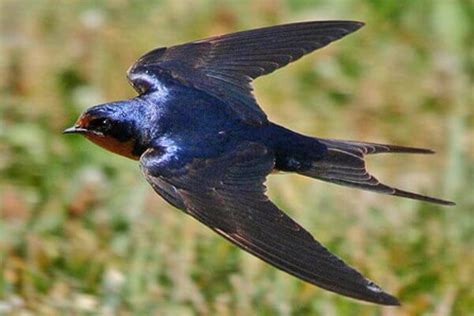 Cómo es la golondrina | Características de la golondrina común