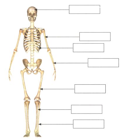 Skeletal System With Labeled Parts