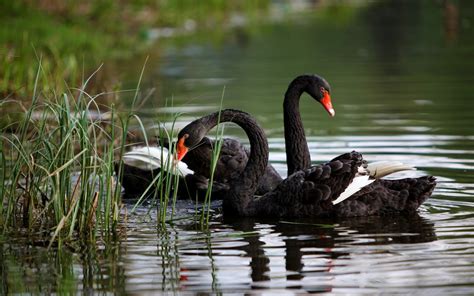 swans birds reeds ripples Wallpapers HD / Desktop and Mobile Backgrounds