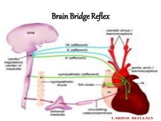 Cardiac reflexes & Anaesthetic Implications | PPT