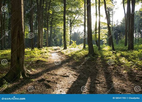 Sunny forest. stock image. Image of ecology, trees, fresh - 58541705