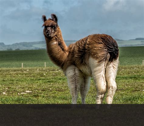 The Suri Alpaca :: West Wight Alpacas