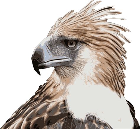 Free Philippine Eagle PNG Images with Transparent Backgrounds - FastPNG.com