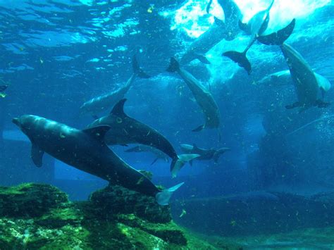 S.E.A. Aquarium - Dolphin Island - ZooChat