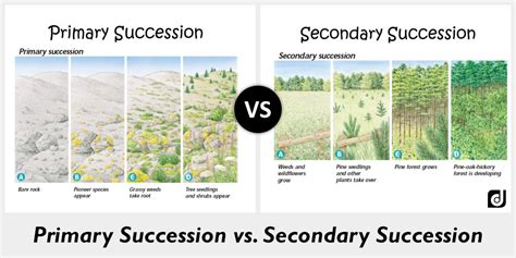 Primary Succession And Secondary Succession