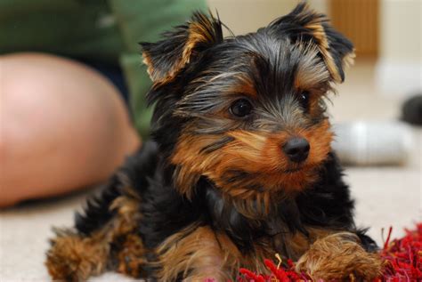 File:A puppy Yorkie.jpg - Wikimedia Commons