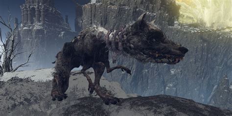 Elden Ring Player's Quest Ends in Disaster Thanks to Giant Caelid Dog