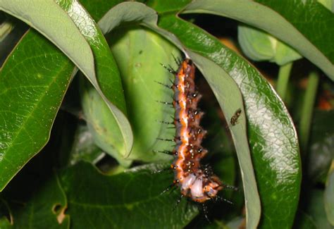 Life Cycle of a Gulf Fritillary - What's That Bug?