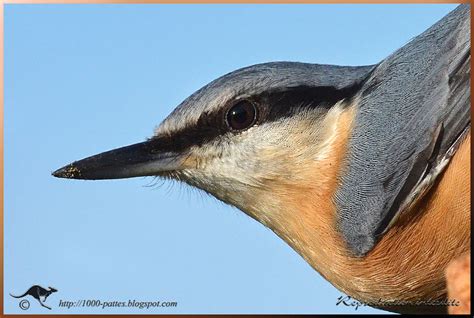 The Eurasian Nuthatch | Focusing on Wildlife