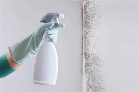 Essential Mold Removal Tips: A Guide To Tackle Mold Issues