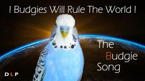 THE BUDGIE-SONG! Budgies will rule the world! - YouTube