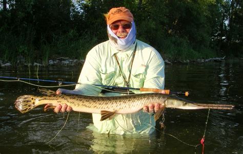 Longnose Gar Pike – Hook, Line and Sinker – Guelph's #1 Tackle Store