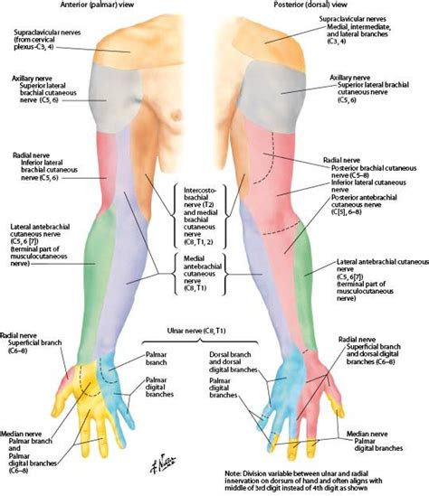 upper extremity peripheral nerves netter - Google Search Axillary Nerve ...