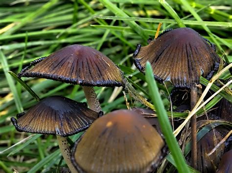 Brown Mushroom-in Green Grass And A Black Border On The Edge Of The Hat ...