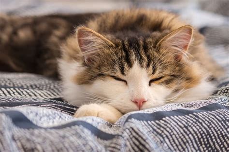 My cat sleeps constantly, when should I worry? | Memphis Emergency Vet