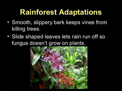 Plant adaptations