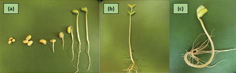 Influence of the Static Magnetic Field and Algal Extract on the ...