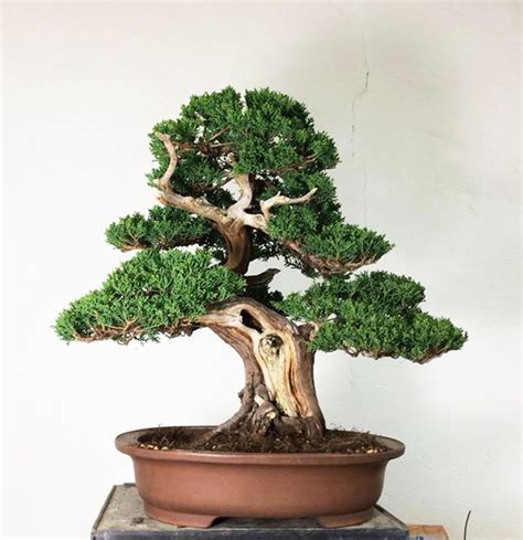 Shimpaku juniper bonsai | Bonsai, Bonsai styles, Bonsai art