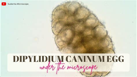 Dipylidium caninum egg under the microscope - YouTube