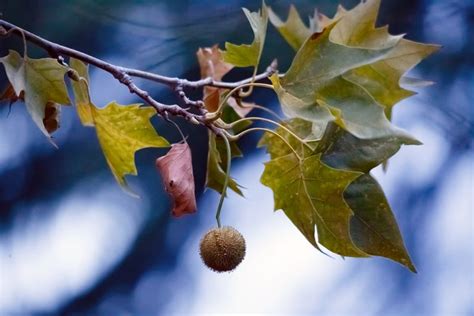 Collecting and Preparing a Sycamore Seed for Planting