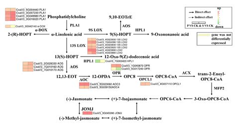 Changes in the alpha-linolenic acid metabolism pathway in fresh-cut ...