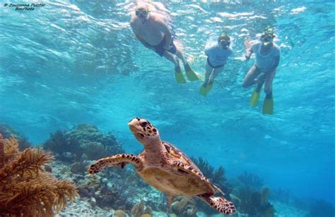 Snorkeling in Bonaire. top 3 snorkeling | Curacao island, Curacao, Bonaire