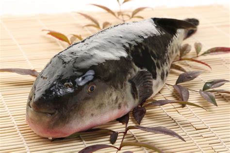 Fugu: Japan's Most Dangerous Dish Is a Poisonous Blowfish That Requires ...