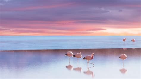 Andean flamingo in Bolivia, Eduardo Avaroa Fauna National Reserve ...