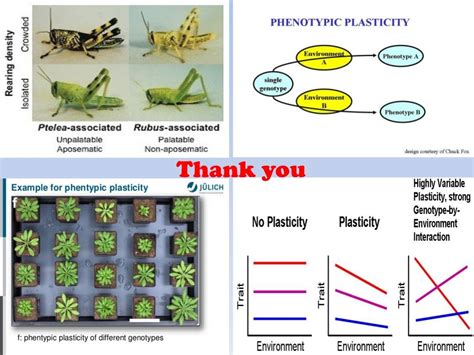 04 phenotypic plasticity