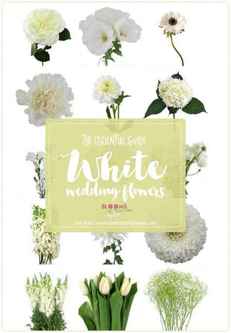 White Wedding Flowers Guide: Types of White Flowers, Names + Pics