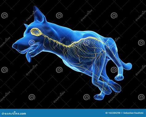 A dogs nervous system stock illustration. Illustration of concept - 162284298