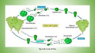 Ulva lactuca | PPT