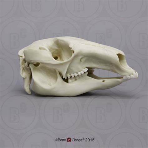 Kangaroo Skull | Animal skulls, Skull and bones, Animal skeletons