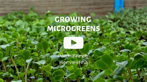 Growing Microgreens PART THREE: Harvesting - YouTube