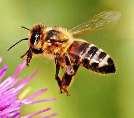 Black bees || BeeKeeping