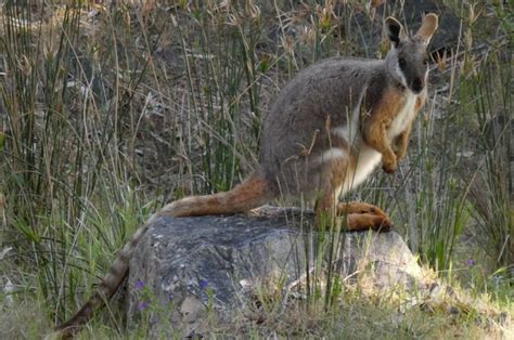 Flinders Ranges Tours,Flinders Ranges Experience 4WD Tours