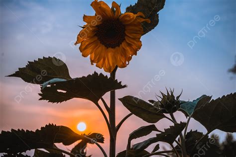 Sunset Sunflower Photography Background And Picture For Free Download ...