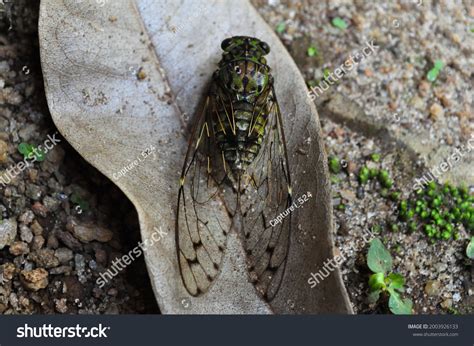 Cicadas Sri Lanka They Suborder Auchenorrhyncha Stock Photo 2003926133 ...