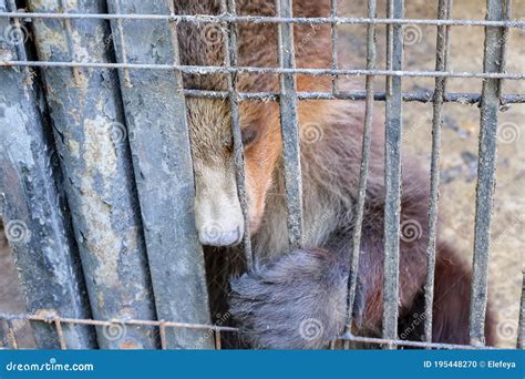 Sad Brown Bear in an Iron Cage. Brown Bear in the Zoo in Captivity ...