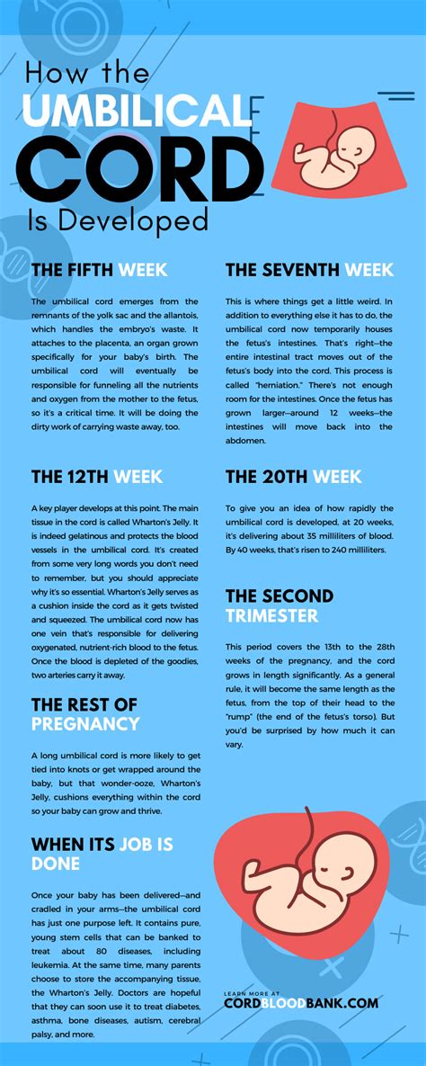 How the Umbilical Cord Is Developed